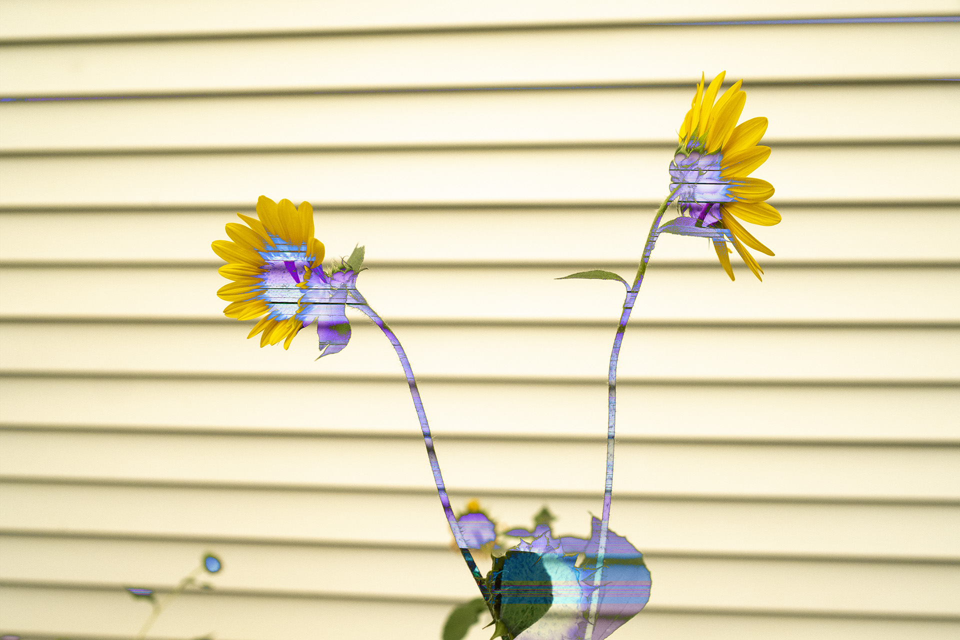 Porch Swing Orchestra
